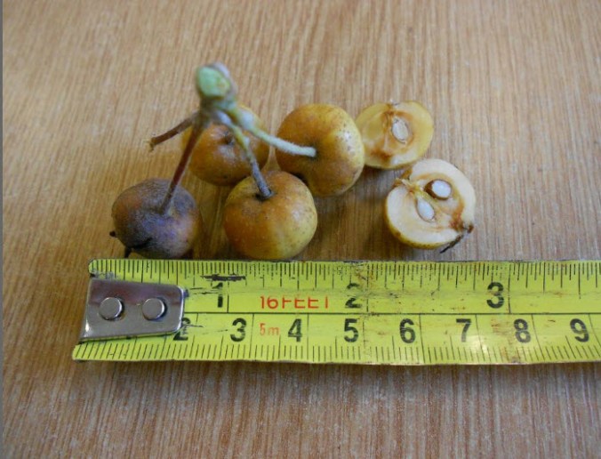 malus-yunnanensis